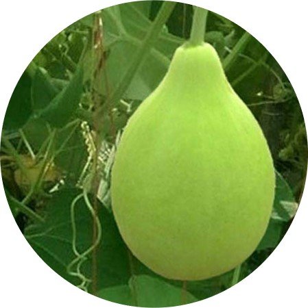 Bottle Gourd F1 - Abhay (Lattu Type)